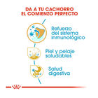 Royal Canin Puppy Shih Tzu pienso para perros, , large image number null